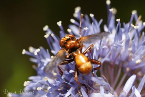 Réf. 36 713 : Sicus sp.
