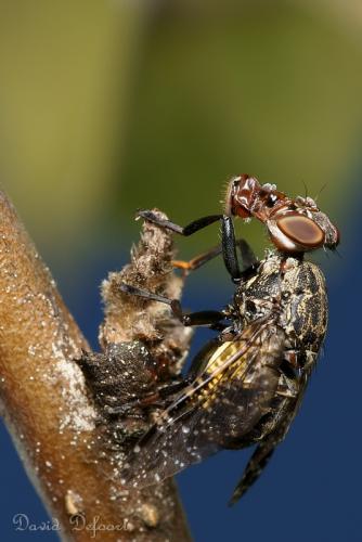 Réf. 36 662 : Platystoma sp.