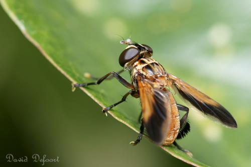 Trichopoda pictipennis