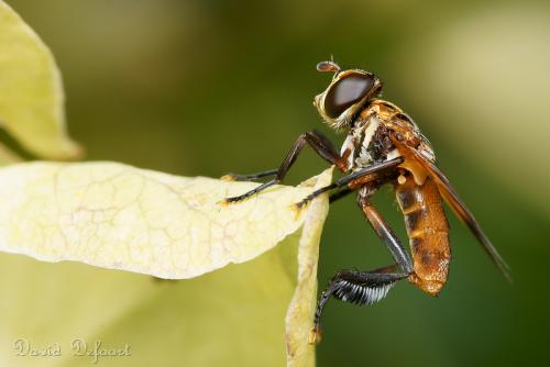 Trichopoda pictipennis