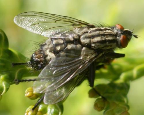 Sarcophaga sp.