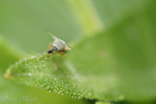 Acanthiophilus helianthi