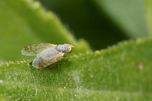 Réf. 36 784 : Acanthiophilus helianthi