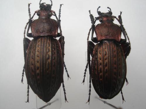 Carabus cancellatus