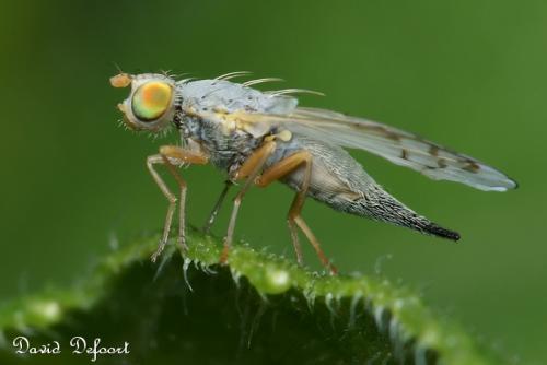 Réf. 36 534 : Acanthiophilus helianthi