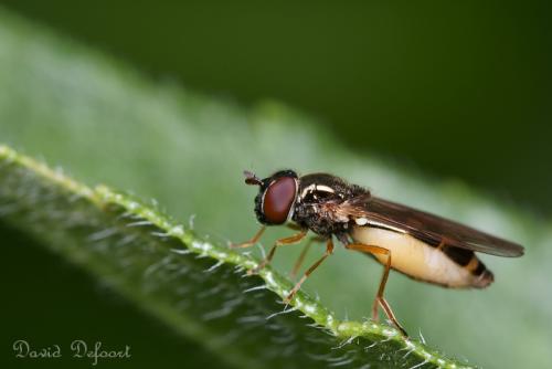 Melanostoma mellinum