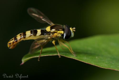 Réf. 36 782 : Sphaerophoria scripta