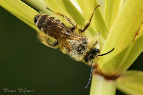 Dasypoda hirtipes