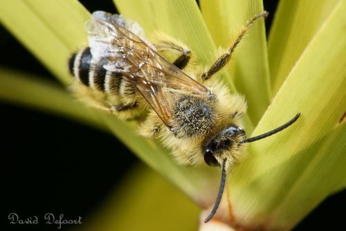 Réf. 36 670 : Dasypoda hirtipes