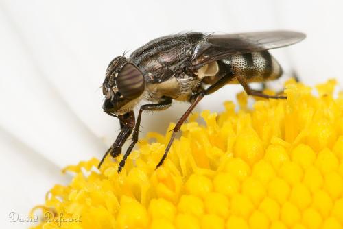 Stomorhina lunata