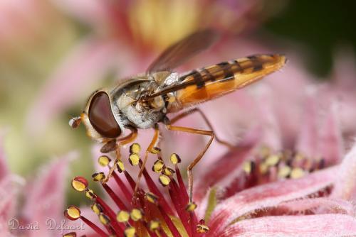 Episyrphus balteatus