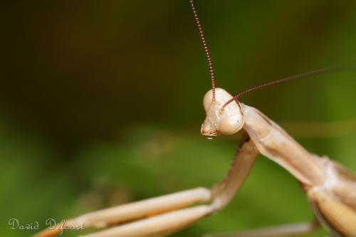 Mantis religiosa