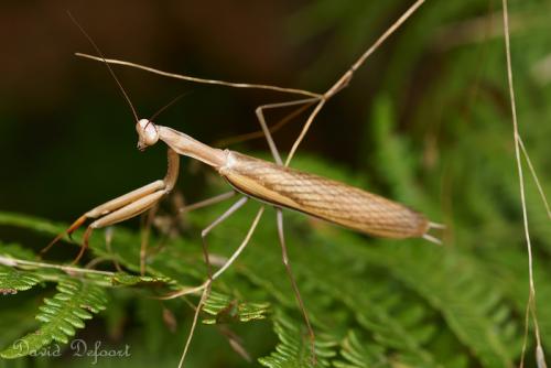 Mantis religiosa