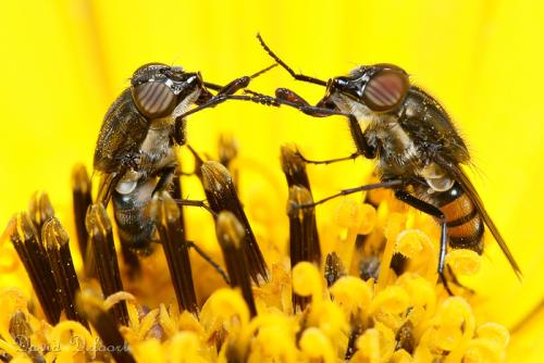 Stomorhina lunata