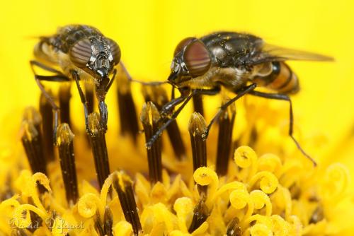 Stomorhina lunata
