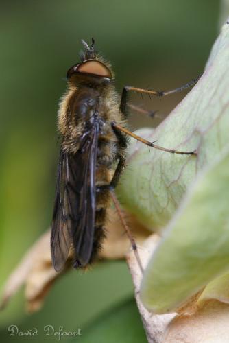 Thereva sp.