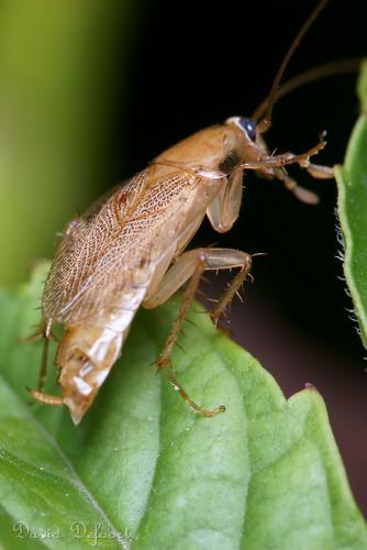 Planuncus vinzi
