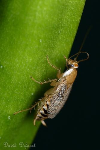 Réf. 36 941 : Planuncus vinzi