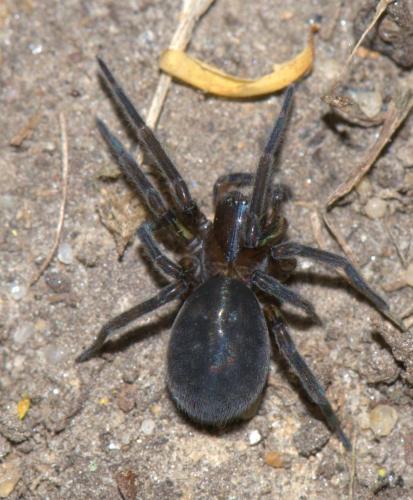 Réf. 36 477 : Amaurobius sp.