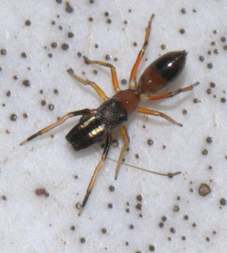 Myrmarachne formicaria