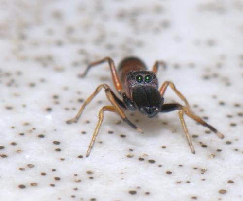 Réf. 36 856 : Myrmarachne formicaria