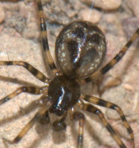 Réf. 36 158 : Lepthyphantes sp.