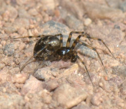 Réf. 36 159 : Lepthyphantes sp.