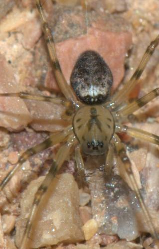 Réf. 36 386 : Drapetisca socialis