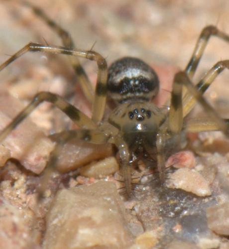 Réf. 36 387 : Drapetisca socialis