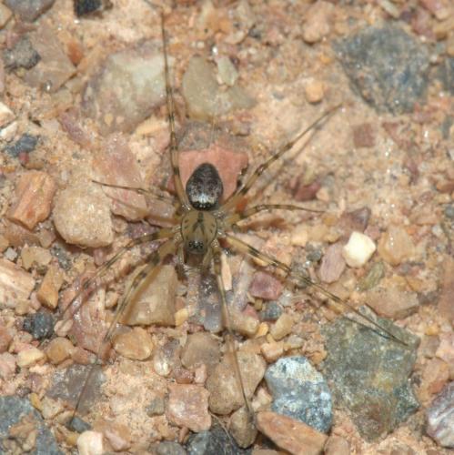 Réf. 36 385 : Drapetisca socialis