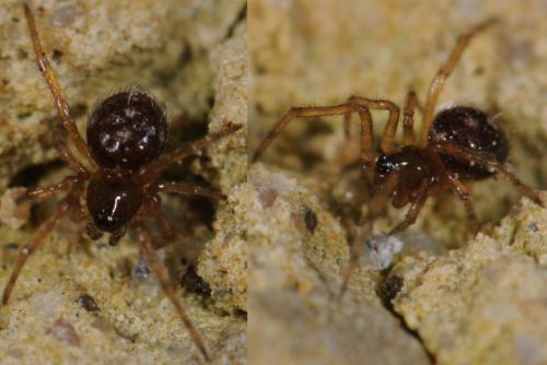 Réf. 36 402 : Crustulina guttata