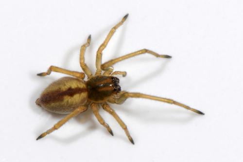 Réf. 36 744 : Cheiracanthium sp.