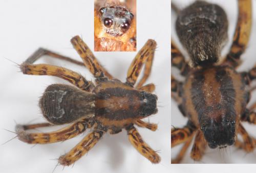 Pardosa sp.