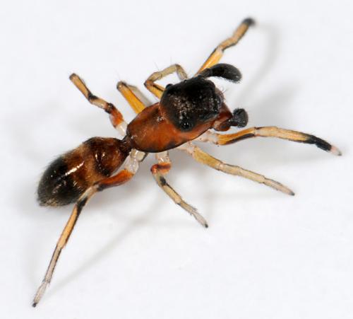 Myrmarachne formicaria