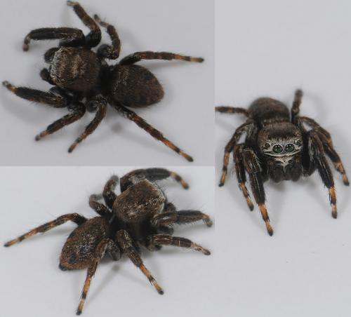 Evarcha arcuata