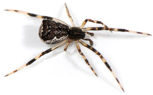Episinus angulatus