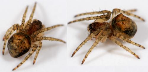 Réf. 36 851 : Gibbaranea gibbosa