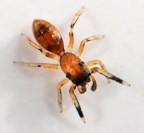 Myrmarachne formicaria