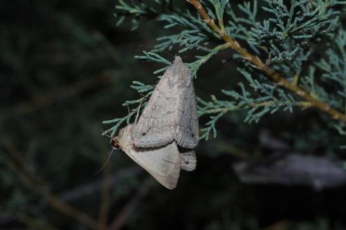 Réf. 36 163 : Clytie illunaris