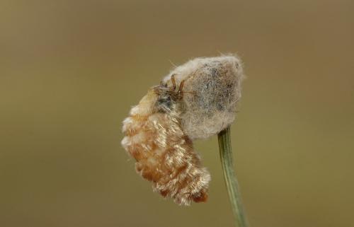 Orgyia aurolimbata