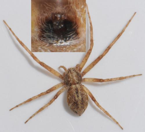 Philodromus sp.