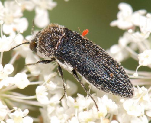 Acmaeoderella flavofasciata