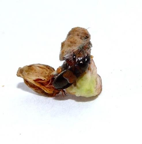 Réf. 36 471 : Macrodema microptera