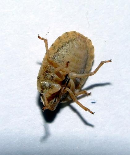 Eurygaster maura