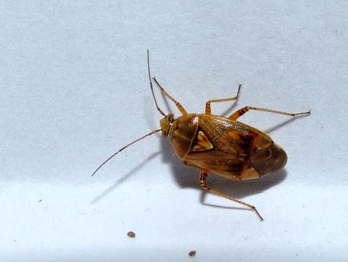 Lygus sp.