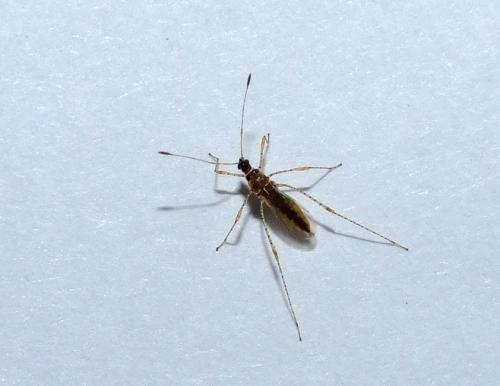 Gampsocoris sp.