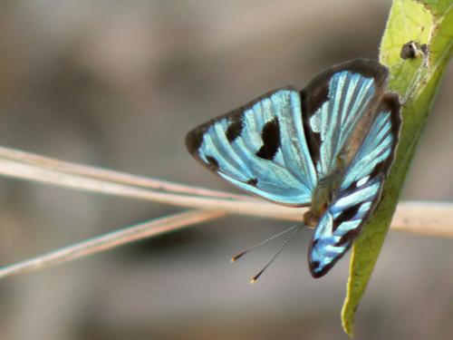 Dynamine postverta