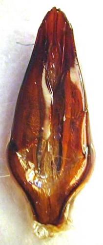 Byrrhus sp.
