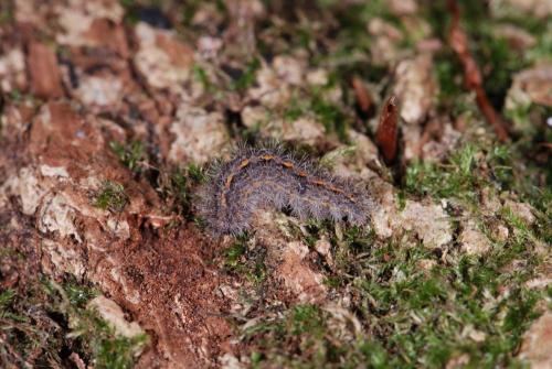 Eilema caniola