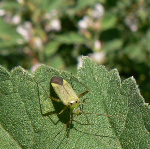 Réf. 36 813 : Adelphocoris sp.